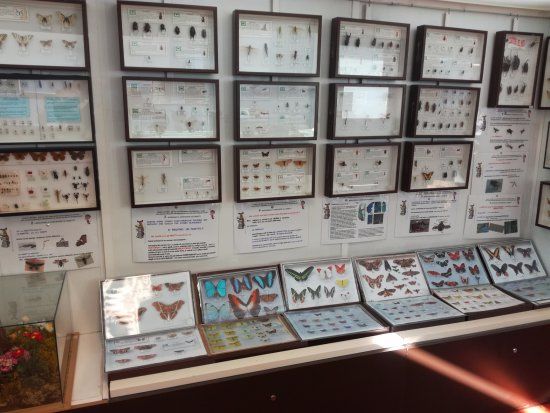 Alessio Amighetti Natural Sciences Civic Museum